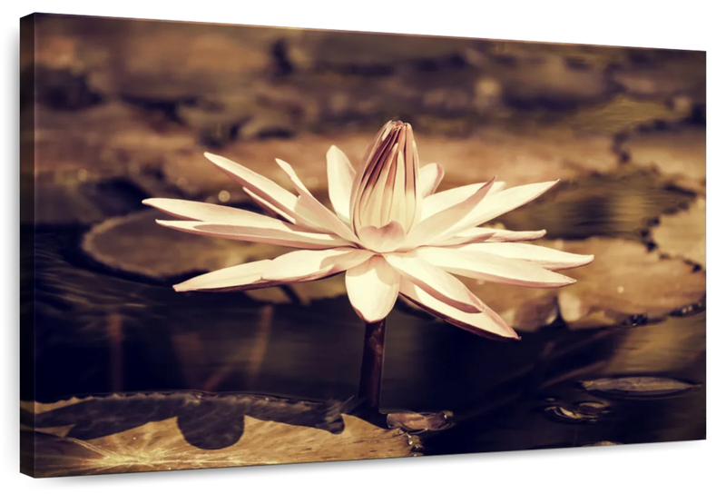 Sepia Lotus Flower Wall Art