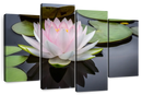 Pinkish White Lotus Wall Art