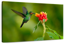 Flower And Green Hummingbird Wall Art