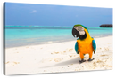 Parrot On Summer Day Wall Art