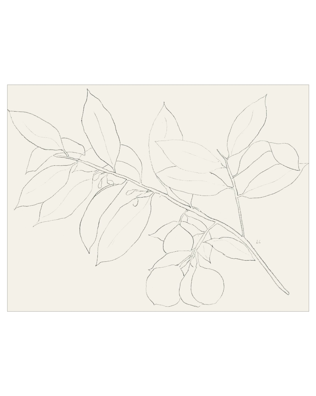 Lemon Branch Drawing, photo 19 of 42