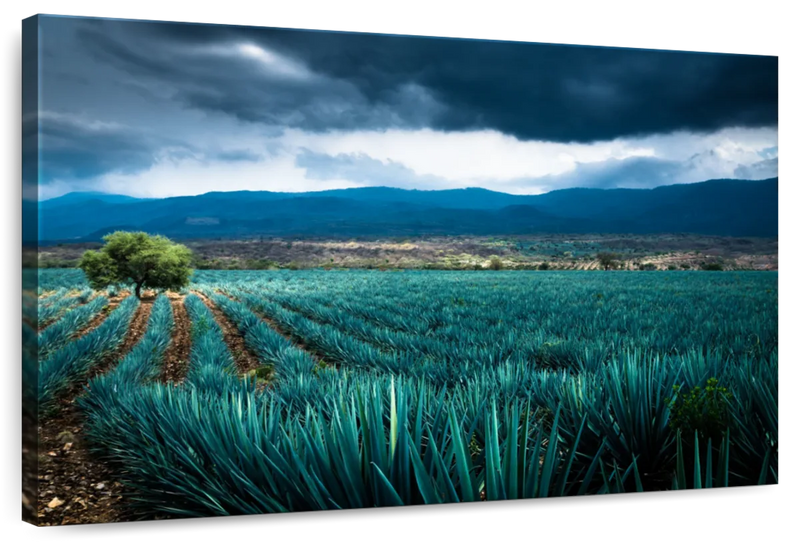 Agave Plantation At Morning Wall Art