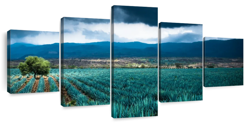 Agave Plantation At Morning Wall Art