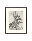 Pine Etchings 2