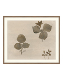 Botanical Thoughts I