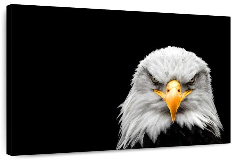 Angry Bald Eagle Wall Art