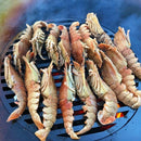 Grill Grate (14”Ø)For 30" Arteflame Grills