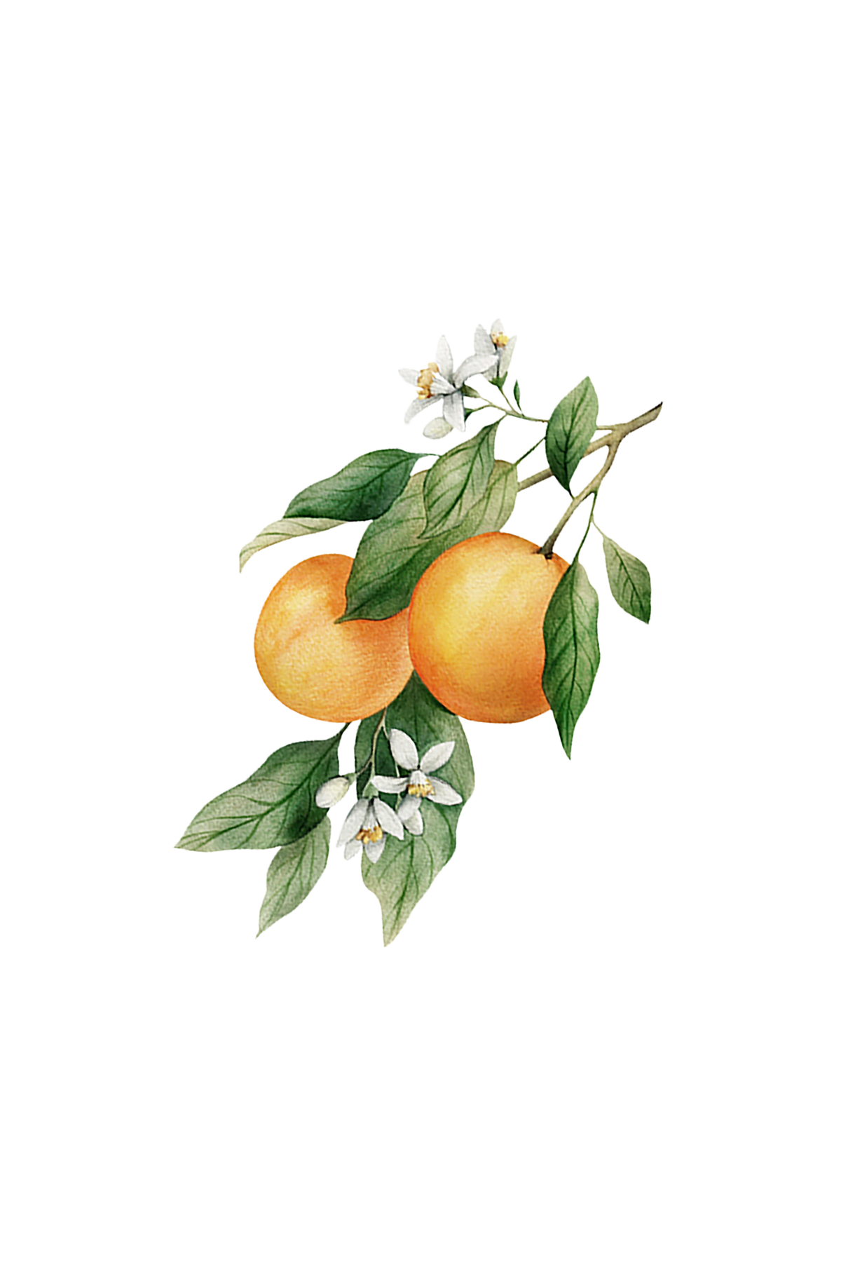 Orange Essential Oil, photo 2 of 3