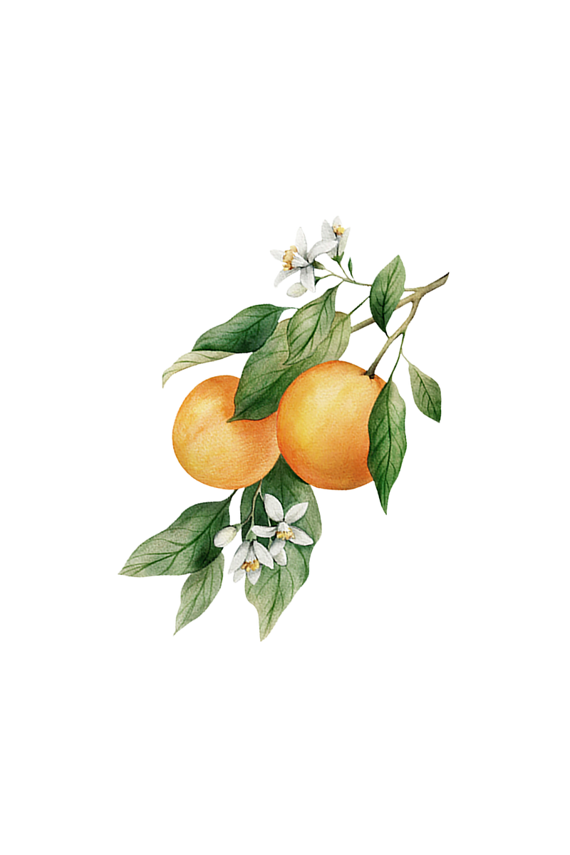 Orange Essential Oil, photo 2 of 3