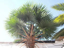 Mexican Fan Palm Artificial Tree 13ft–23ft – UV Resistant (10–12 Week Lead Time)