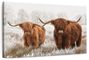 Hairy Scottish Highland Cows Wall Art