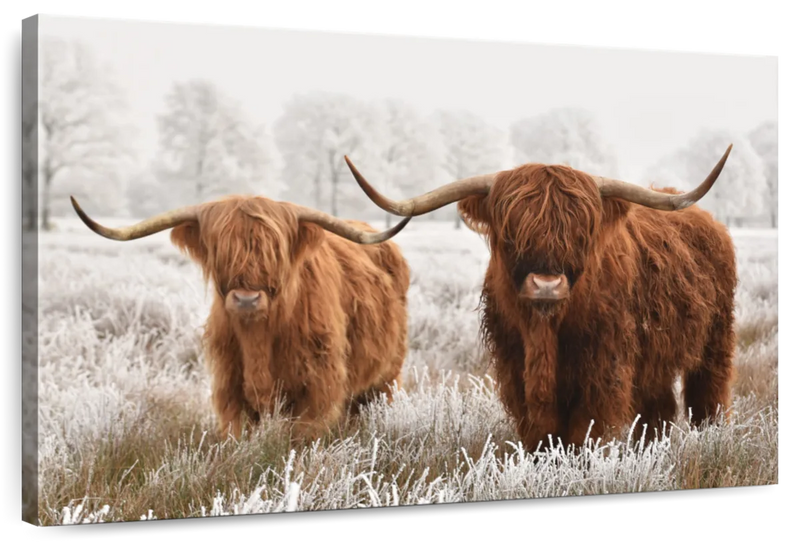 Hairy Scottish Highland Cows Wall Art