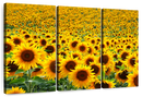 Endless Sunflower Field Wall Art