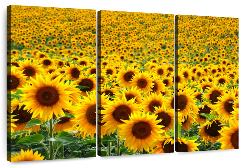 Endless Sunflower Field Wall Art