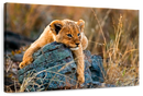 Safari Lion Cub Wall Art
