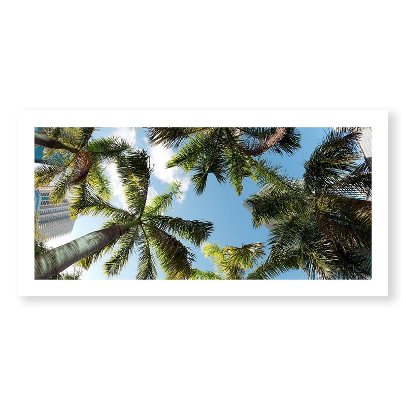 Palm Skies Print