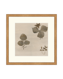 Botanical Thoughts I