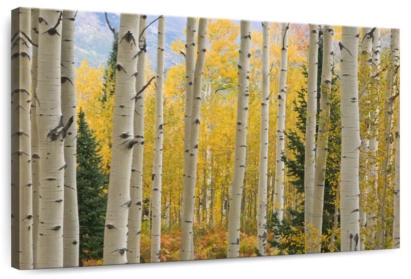 Elk Mountain Aspen Trees Wall Art