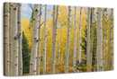 Elk Mountain Aspen Trees Wall Art