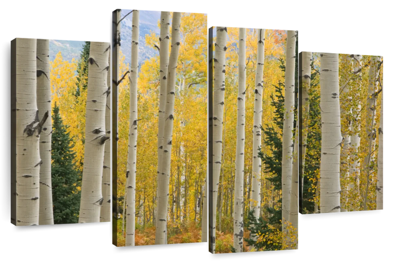 Elk Mountain Aspen Trees Wall Art