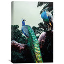 Peacock Duo Canvas