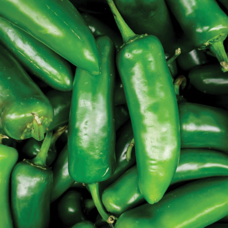 Tam Mild Jalapeño
