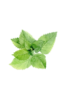 Peppermint Essential Oil