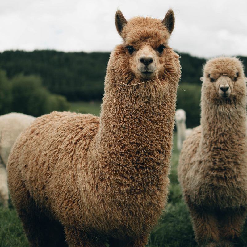 Alpaca Dryer Balls ( 3 pack ), photo 5 of 11