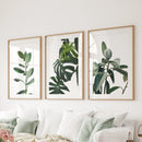 Botanical Set of 3 Prints. Tropical Monstera, Rubber Plant by Wall Art Set