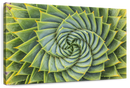 Spiral Succulent Wall Art