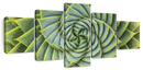 Spiral Succulent Wall Art