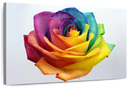 Rainbow Rose Wall Art