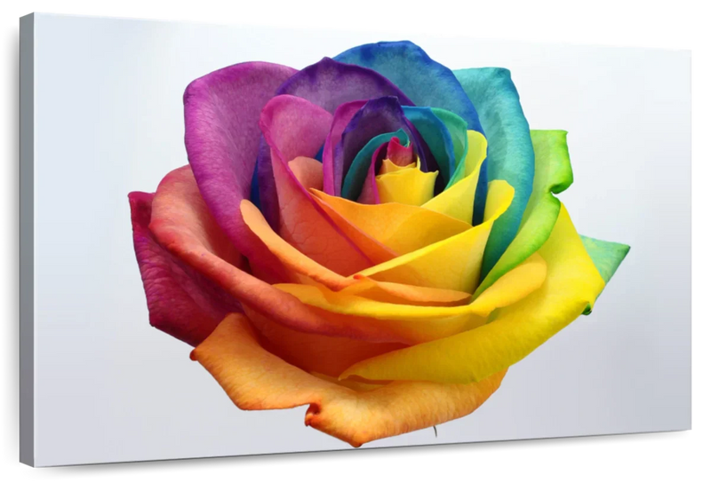 Rainbow Rose Wall Art