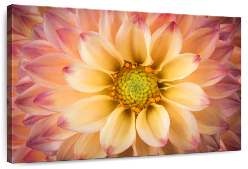 Lovely Dahlia Wall Art