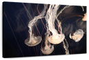 Light Of Jellyfish Wall Art