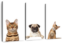 Pug And Cats Wall Art