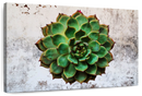 Grunge Succulent Wall Art