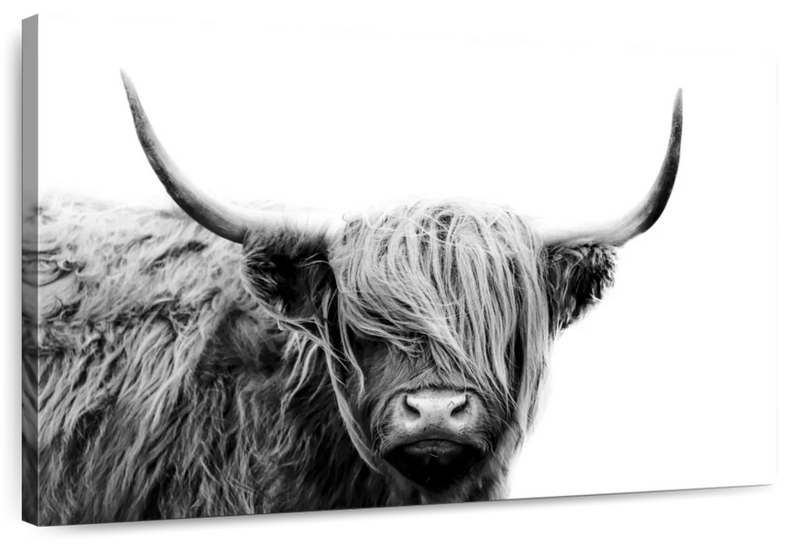 BW Highland Cow Wall Art