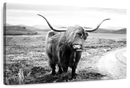 Highland Bull Wall Art