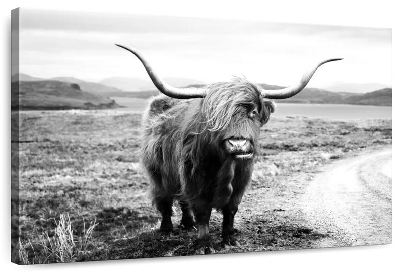 Highland Bull Wall Art