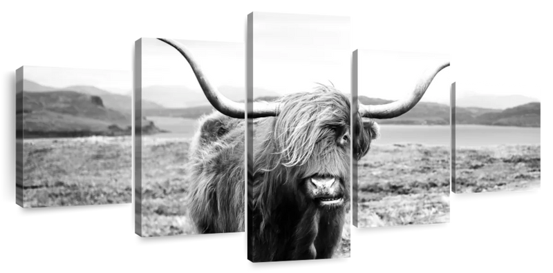 Highland Bull Wall Art