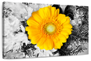 Gerbera Daisy Pop Wall Art