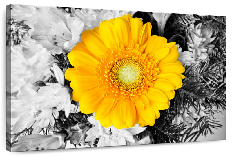 Gerbera Daisy Pop Wall Art