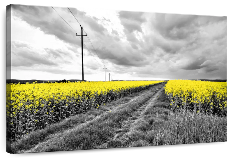 Pop Yellow Flower Field Wall Art