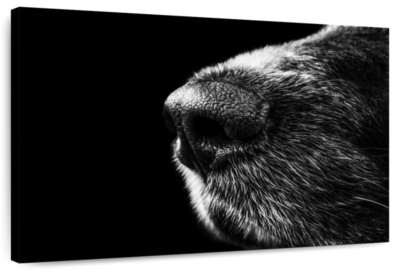 Dog's Nose Wall Art