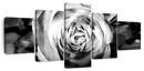 Monochromatic Rose Wall Art
