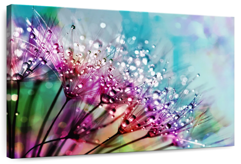 Colorful Dew Wall Art