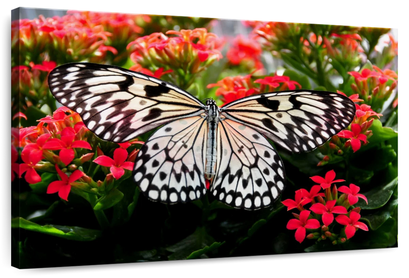 Pretty Butterfly Wall Art