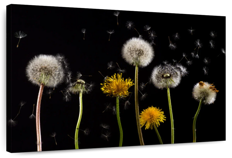 Dandelion In The Wind Wall Art