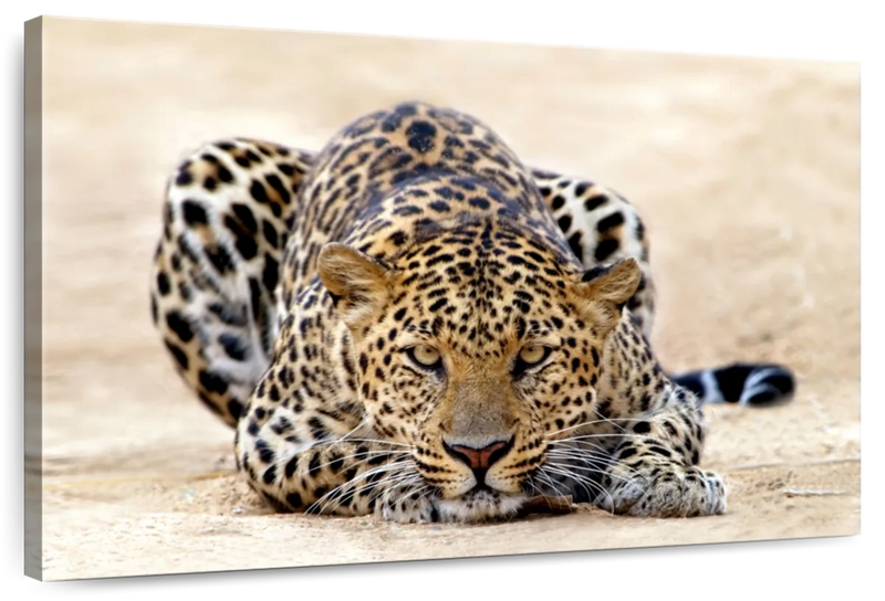 Watchful Jaguar Wall Art